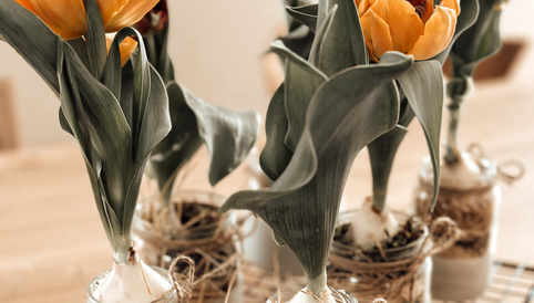 Alete bewusst DIY Upcycling Projekt Tulpen im Glas